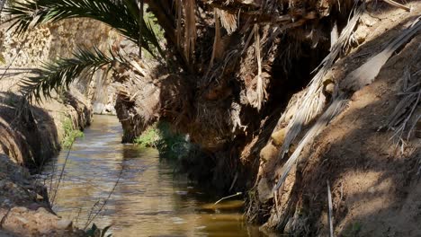 Small-creek-with-water-flowing-through-a-tropical-climate-in-the-countryside-with-palm-boughs