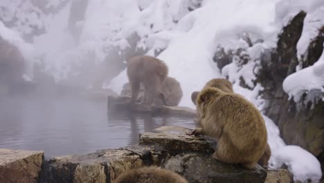 Monos-De-Nieve-Reunidos-En-Piscinas-De-Aguas-Termales-En-El-Valle-De-Jigokudani,-Japón