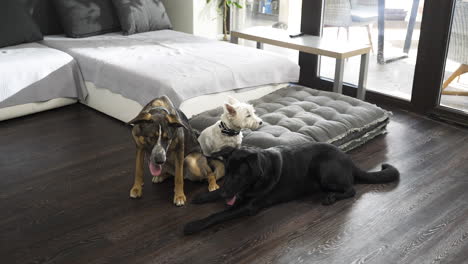 Three-different-dogs-sitting-below-sofa-in-modern-apartment,-two-leave