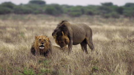 One-Lion-Standing-Licking-The-Other-Lion-Sitting-On-Grasslands-In-The-Central-Kalahari-National-Park,-Botswana