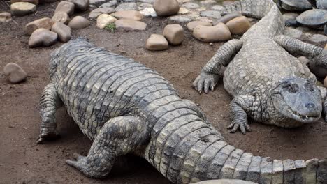 close-view-of-brazilian-pap-yellow-alligators,-or-Jacare-do-papo-amarelo