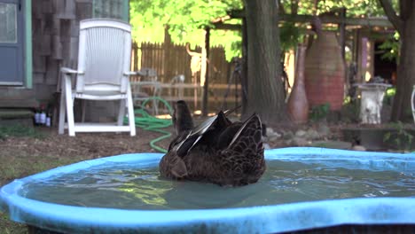 Duck-shaking-in-a-backyard-pool
