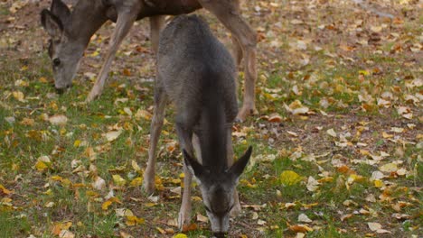 Deer-mother-and-fawn-grazing-looking-up-at-autumn
