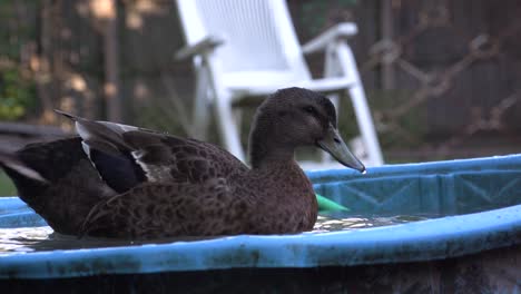 black-duck-washing-itself-in-a-bucket-filled-with-water-and-cleaning-feathers,-video-poultry-bathing,-slow-motion-duck-playing-in-the-backyard