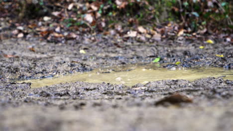 Close-up-slow-motion-of-trekking-shoes-walking-inside-a-puddle-mud-during-a-trekking-adventure-in-remote-hiking-trails