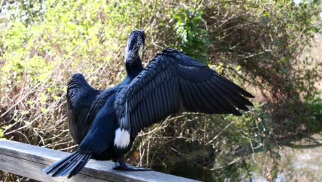 Close-up-shot-of-Black-Cormorant-sitting-on-railing-in-nature-and-waving-wings-during-sunny-day