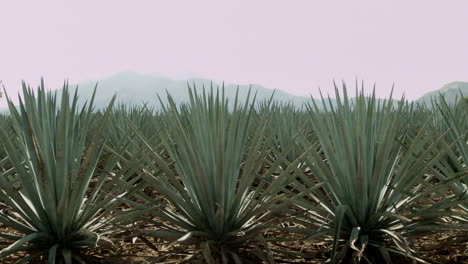 Horse-riding-in-agave-fields-and-between-the-mountains-in-the-city-of-Tequila,-Jalisco,-Mexico