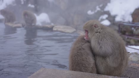 Snow-Monkeys-Hugging-in-Cold-Weather-of-Nagano,-Japan
