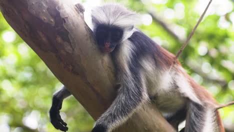 Zanzibar-red-colobus-monkey-sleeping-on-tree-branch,-leaning-on-twigs