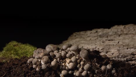 Cardoncelli-mushrooms-growing-close-up-timelapse-on-black-background