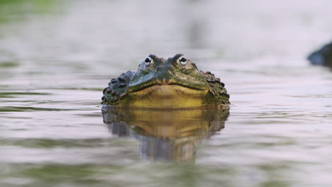 Closeup-Portrait-Of-African-Bullfrog-On-The-Pond-During-Mating-Season