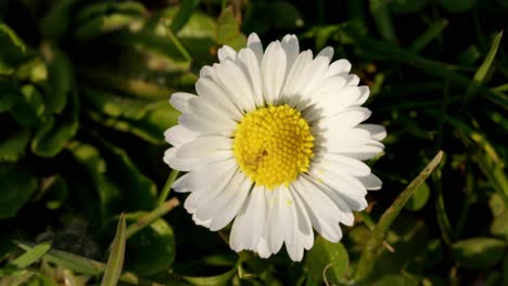Weiße-Blume,-Nahaufnahme-Mit-Grünem-Gras