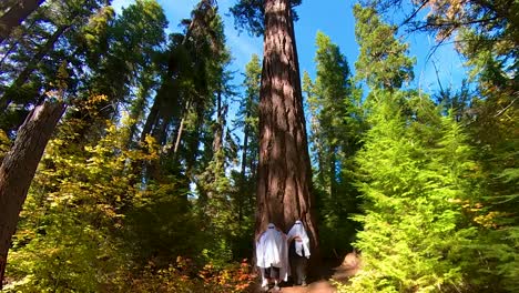 Two-people-dancing-underneath-massive-trees-into-a-wide-angle-view