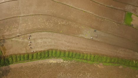 Vista-De-Los-Agricultores-Que-Trabajan-En-El-Campo-De-Arroz-Tomada-De-La-Cámara-De-Drones