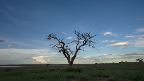 Solitary-Dead-Tree-in-the-Middle-of-a-Grassland-With-Clouds-Moving-Across-the-Sky-While-It-Darkens-in-Central-Kalahari-Botswana---Timelapse
