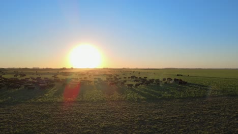 Huge-herd-of-cattle-walking-on-open-green-grass-field-during-gorgeous-sunset