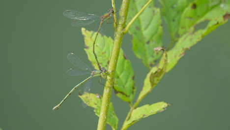 Grüner-Damselfly-Ruht-Auf-Einem-Stiel-Und-Fliegt-In-Zeitlupe-Davon---Schöner-Sonniger-Tag-In-Der-Natur---Wildes-Libelleninsekt