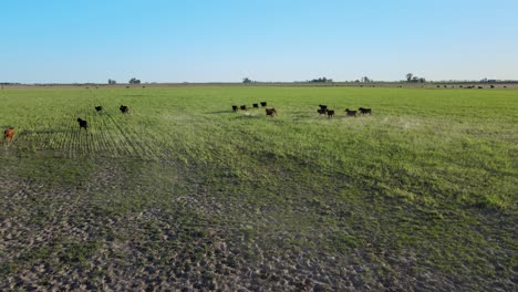 Natural-landscape-aerial-pull-out-shot-capturing-a-herd-of-heathy-cattle-running-and-galloping-freely-on-green-grass-field-toward-the-horizon-in-rural-La-Pampa