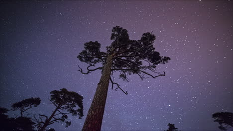 Dynamic-time-lapse-of-shooting-stars-in-night-sky-and-tall-tree-silhouettes