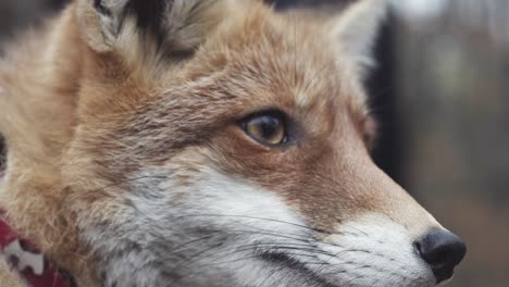 Red-fox-head-extreme-closeup-view,-domesticated-animal,-rush-in-background