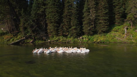 A-gander-of-pelicans-floating-in-a-group-on-a-river-in-Island-park-Idaho
