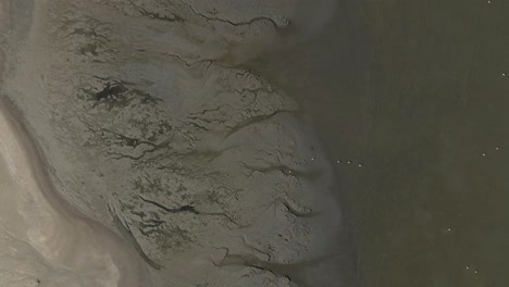 Vertical-aerial-of-tidal-mud-flat-with-Flamingos-feeding-in-water