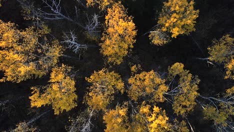 Statisches-Drohnenvideo-Von-Oben-Von-Herbstlichen-Baumwipfelbewegungen-Aufgrund-Des-Windes-In-Den-Wäldern-Kanadas