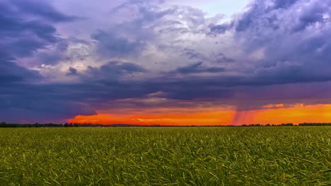 Eine-Zeitrafferaufnahme-Von-Weizenfeldern,-Die-Sich-Bis-Zum-Horizont-Erstrecken,-Wo-Der-Wind-Schwere-Wolken-Weht,-Die-Den-Sonnenuntergangshimmel-Bedecken