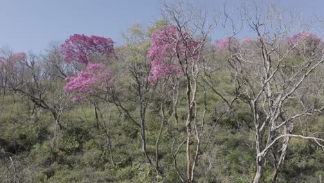 Pink-Ype---drone-camera-entering-the-pink-tree-forest
