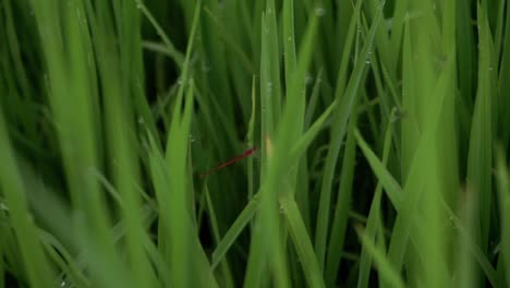Nahaufnahme-Eines-Roten-Drachenfliegeninsekts-Auf-Einem-Grasblatt