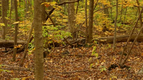 Kleines-Braunes-Eichhörnchen,-Das-Im-Dichten-Herbstlaub-Im-Wald-Nach-Nahrung-Sucht
