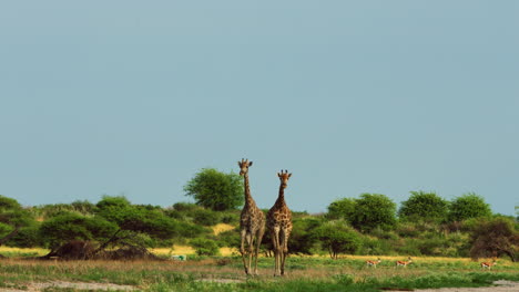 Walking-Brown-Giraffes-On-The-Game-Reserve-And-National-Park-Of-Central-Kalahari-In-Botswana,-South-Africa