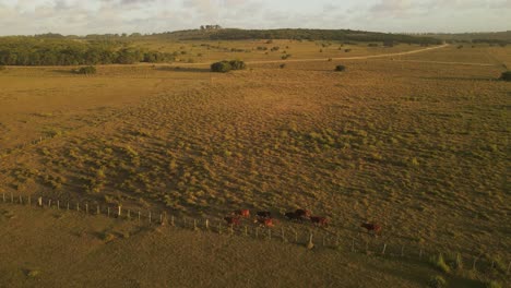 Herde-Kühe,-Die-Bei-Sonnenuntergang-Auf-Einem-Großen-Feld-Laufen
