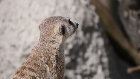 Close-up-of-sweet-Meerkat-looking-at-sky-during-sunny-day-outdoors-between-mountains