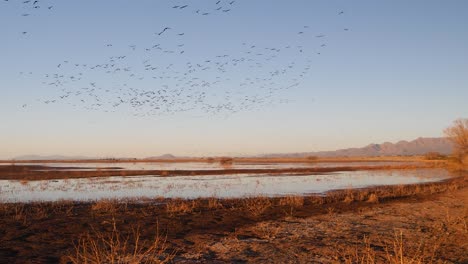 A-huge-flock-of-sandhill-cranes-flyaway-in-slow-motion