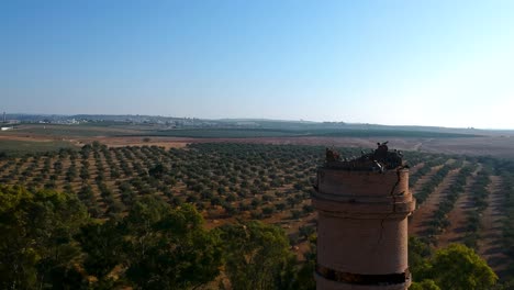 Panoramic-aerial-view-of-the-top-of-a-tower-with-pigeons-on-it-and-a-flat,-clear-horizon