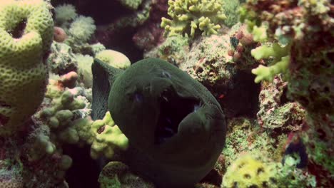 Cleaner-fish-cleaning-giant-moray-eel-ion-coral-reef-n-Red-Sea