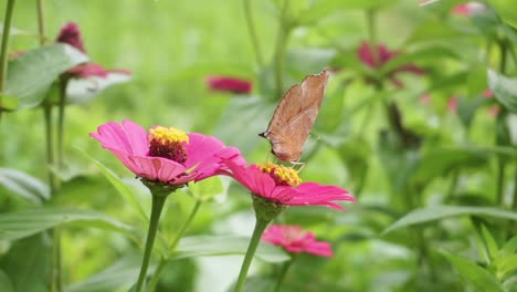 Close-up-shot-of-pretty-Junonia-iphita-or-Chocolate-Soldier-sitting-on-pink-flower