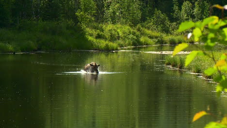 Moose-bathing-and-drying-off