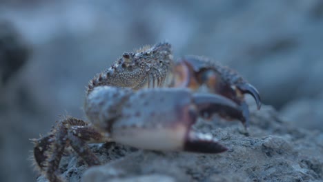 Crab-standing-on-rock-Aegean-sea-shoreline