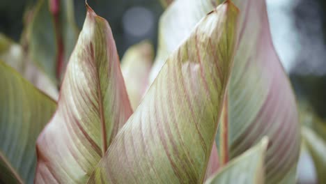 Beautiful-and-colorful-large-plant-leaves-swaying-in-the-wind-up-close-as-a-time-lapse