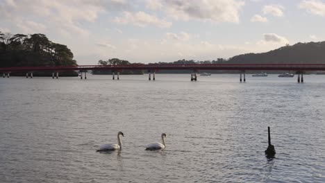 Swans-swimming-in-Matsushima-Bay,-Miyagi-Japan