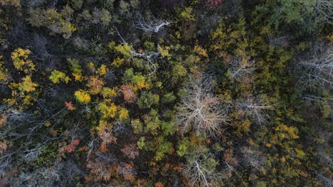 Luftaufnahme-Von-Oben-Nach-Unten-über-Den-Wunderschön-Gefärbten-Herbstwald-In-Der-Nordamerikanischen-Prärie-Bei-Sonnenuntergang