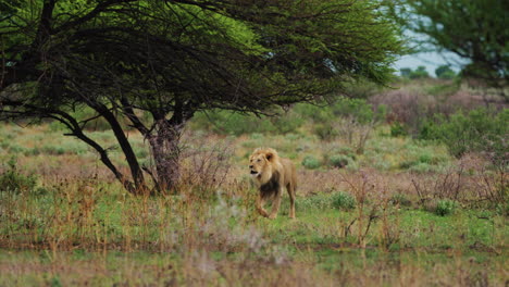 Heller-Männlicher-Löwe,-Der-Brüllend-Durch-Den-Busch-Im-Wildreservat,-Botswana,-Läuft