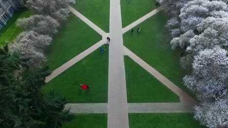 Top-down-aerial-shot-of-the-Quad-with-cherry-trees-in-full-bloom-at-the-University-of-Washington,-circa-2016