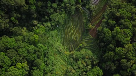 Luftflug-Aus-Der-Vogelperspektive-über-Waldlandschaften-Mit-Plantagen-Und-Reisfeldern-In-Indonesien-An-Sonnigen-Tagen