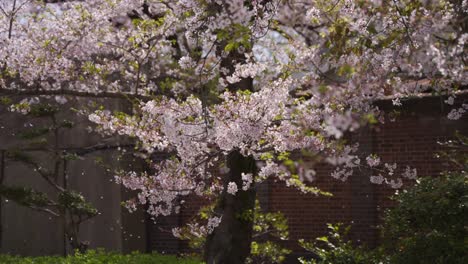 Sakura-Tree-Blossom-Falling-in-Slow-Motion,-Spring-Season-in-Japan