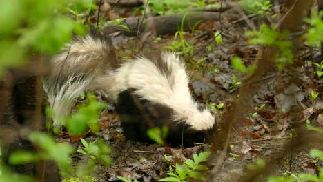 Skunk-wild-animal-is-digging-to-dirt-in-the-forest