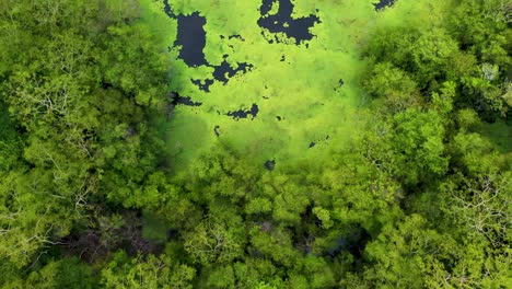 Drone-top-down-shot-of-birds-flying-above-a-beautiful-green-lagoon-in-the-middle-of-the-jungle