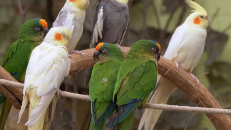 Close-up-shot-of-tropical-canary-birds-in-green-and-white-colors-perched-on-roof-in-zoo